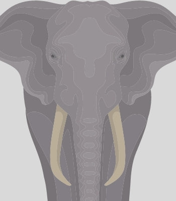 African Elephants