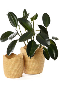 Natural Elephant Grass Tulip Basket