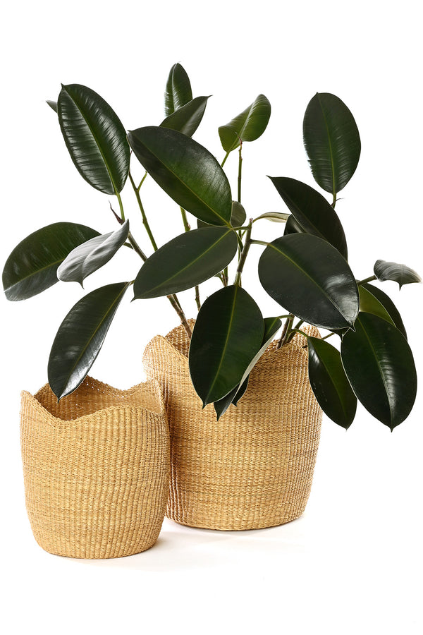 Natural Elephant Grass Tulip Basket
