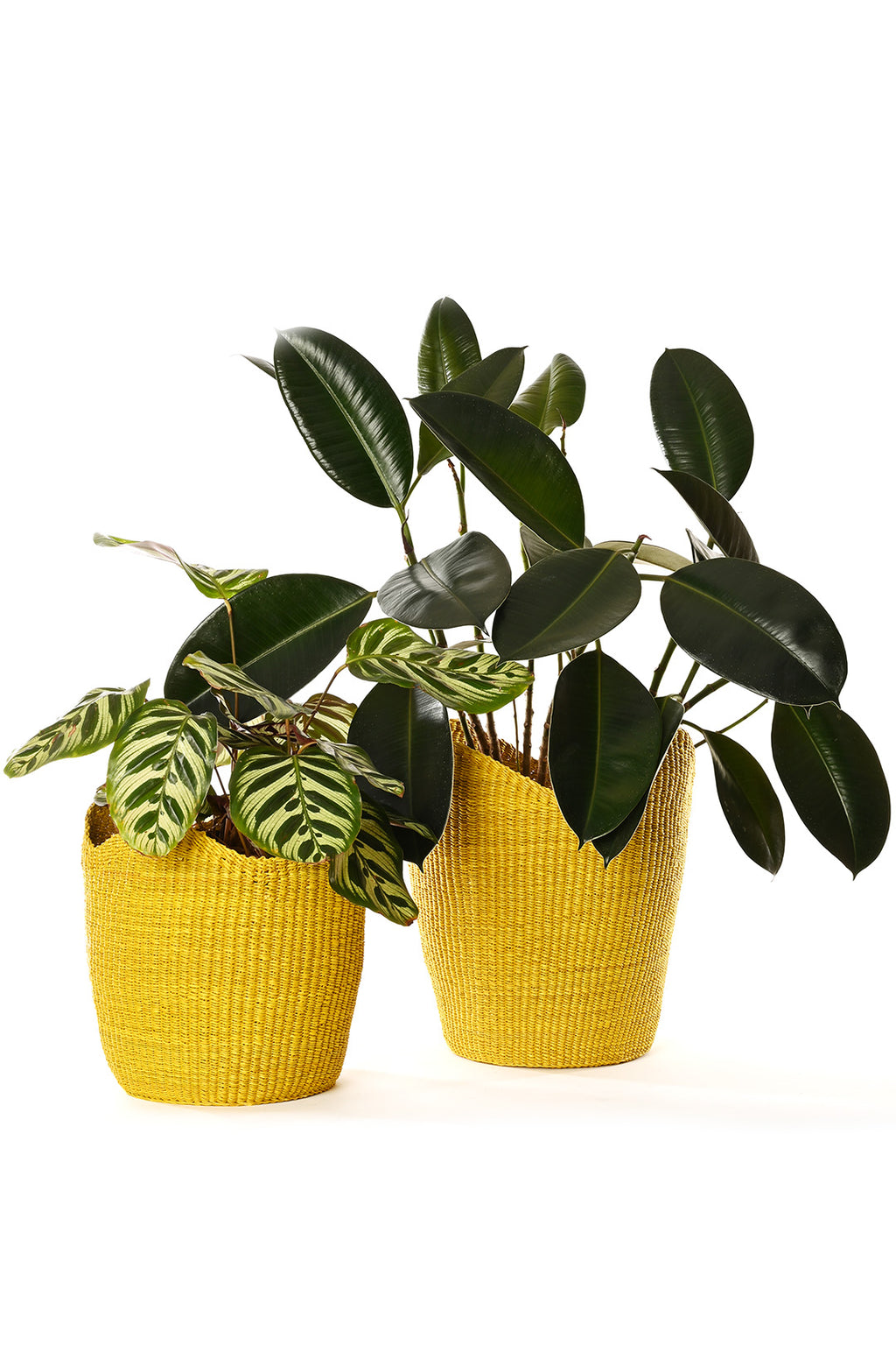 Yellow Elephant Grass Tulip Baskets