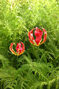 Small Recycled Metal Fire Lily Garden Stake