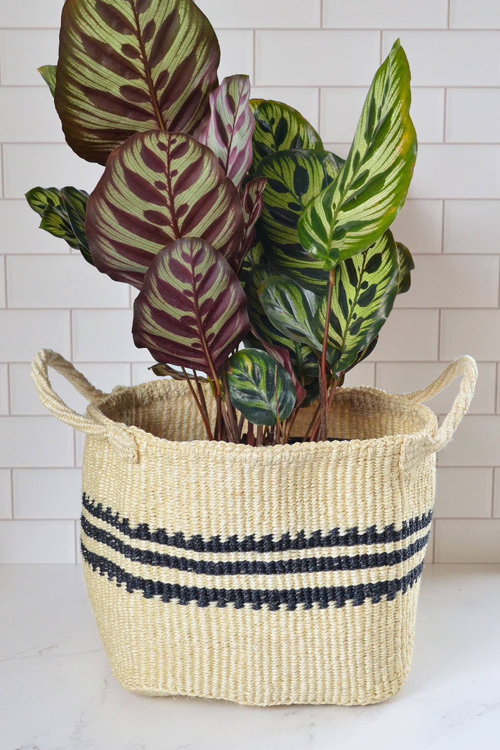 Sisal Storage Basket in White with Black Stripes