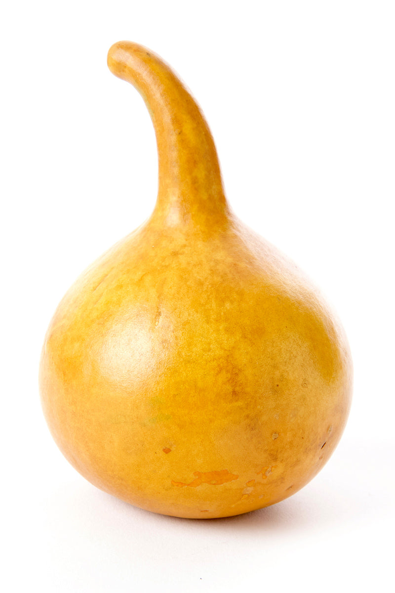 Decorative All Natural Calabash Gourd